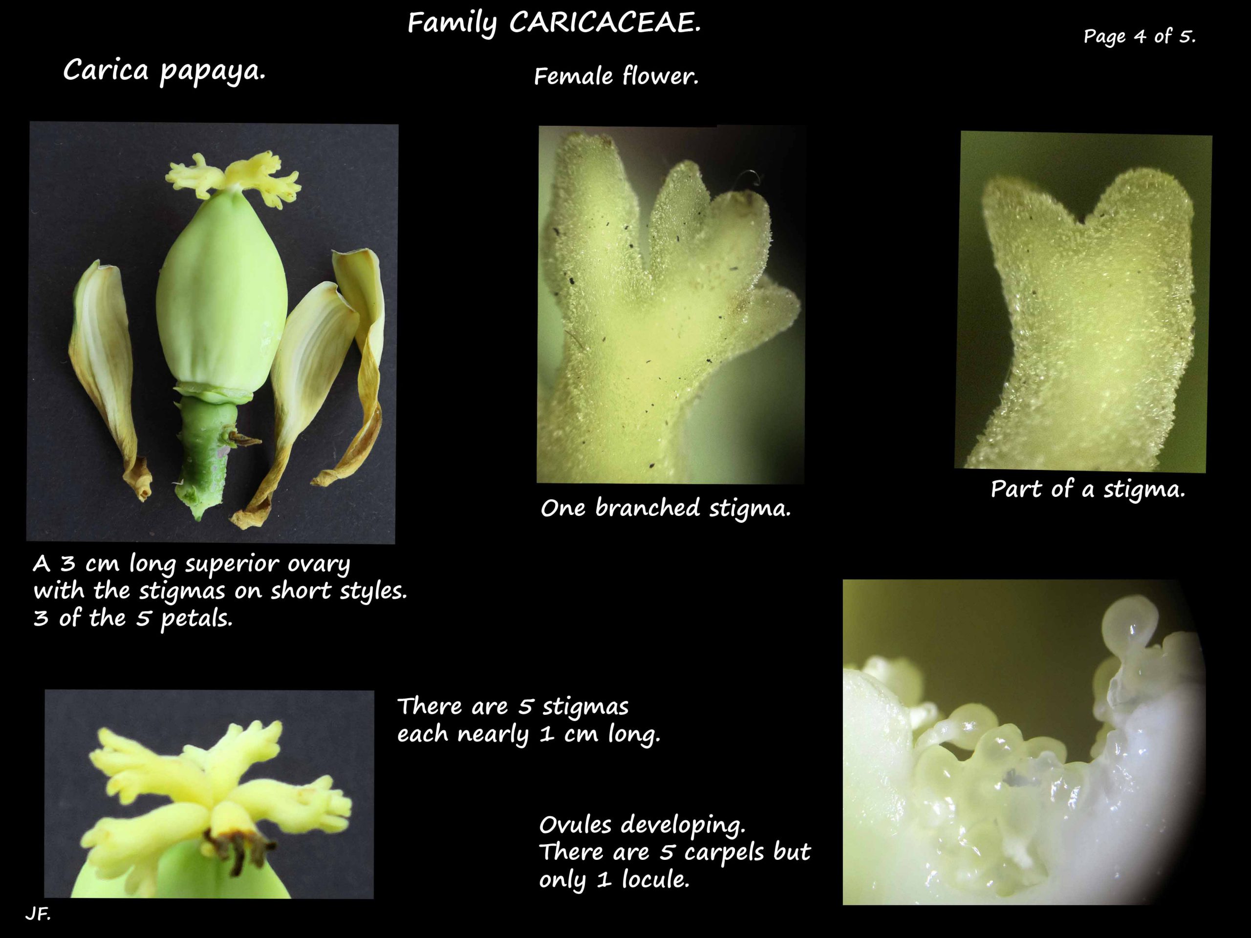 4 Carica papaya ovary